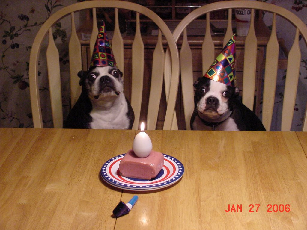Best ideas about Birthday Ideas Boston
. Save or Pin Boston Terrier Blog Boston Terrier Birthday Party Now.