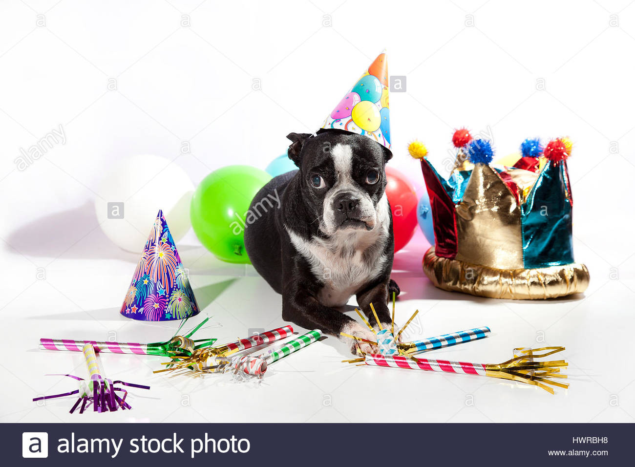 Best ideas about Birthday Ideas Boston
. Save or Pin Sad Boston terrier on her birthday party Colorful Now.