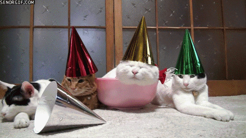 Best ideas about Birthday Party Gif
. Save or Pin Best Week Happy Birthday Cat GIF by Cheezburger Find Now.