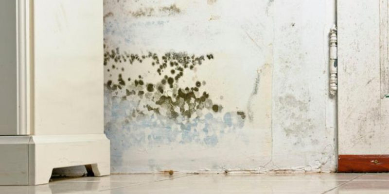 Best ideas about Black Mold Removal DIY
. Save or Pin DIY Black Mold Removal Now.