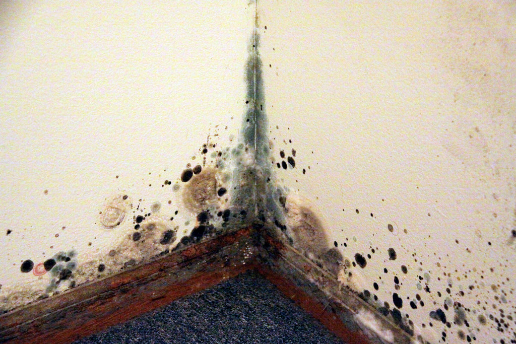 Best ideas about Black Mold Removal DIY
. Save or Pin Black Mold Removal DIY or Hire a Pro Now.