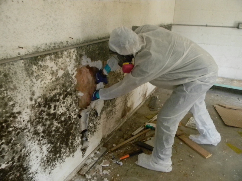Best ideas about Black Mold Removal DIY
. Save or Pin The Truth About Mold Removal And Mold Remediation Now.
