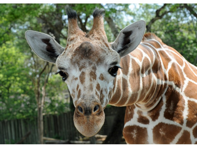 Best ideas about Brookfield Zoo Birthday Party
. Save or Pin Brookfield Zoo to Celebrate World Giraffe Day Giraffe Now.