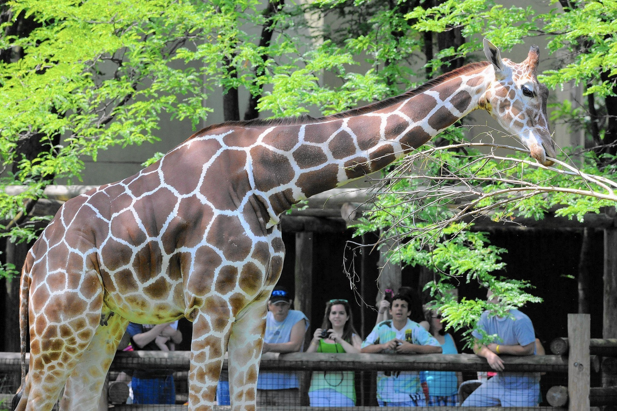 Best ideas about Brookfield Zoo Birthday Party
. Save or Pin Brookfield Zoo giraffe s a birthday party The Doings Now.