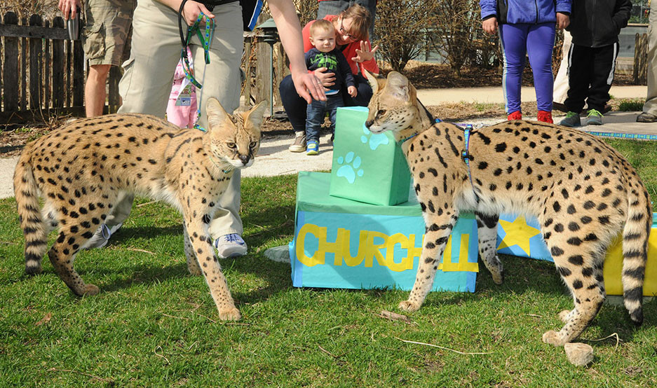 Best ideas about Brookfield Zoo Birthday Party
. Save or Pin Through Golden Eyes Serval Cats 1st Birthday Celebration Now.