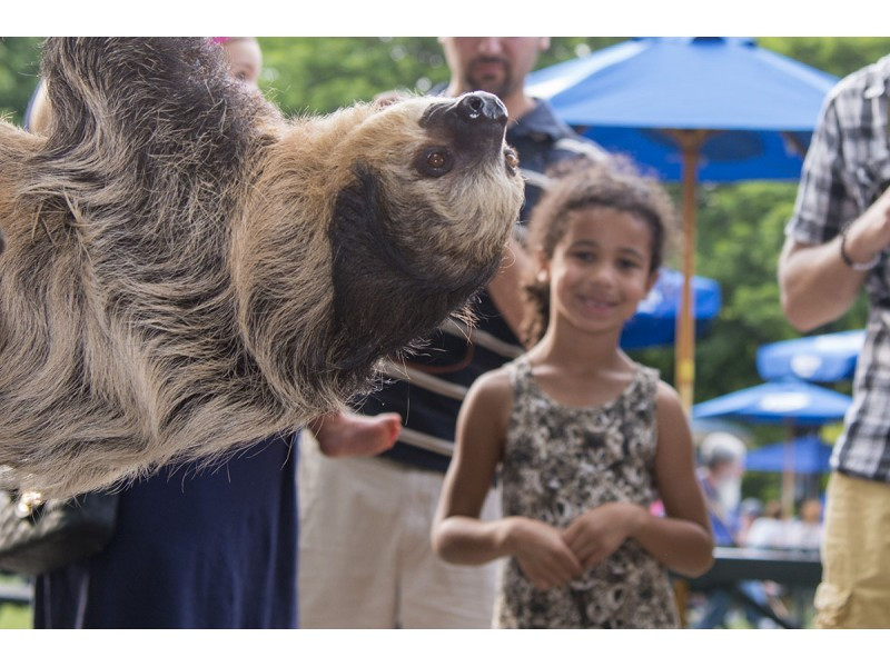 Best ideas about Brookfield Zoo Birthday Party
. Save or Pin Brookfield Zoo Hosts 2015 Events March to June La Now.