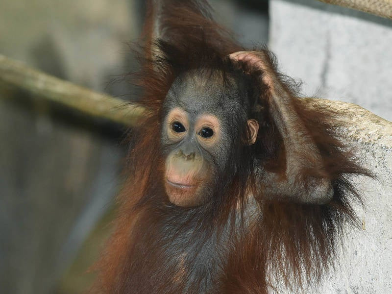 Best ideas about Brookfield Zoo Birthday Party
. Save or Pin Brookfield Zoo Orangutan Celebrates Second Birthday Now.