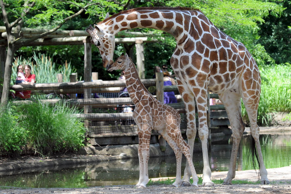 Best ideas about Brookfield Zoo Birthday Party
. Save or Pin image Now.