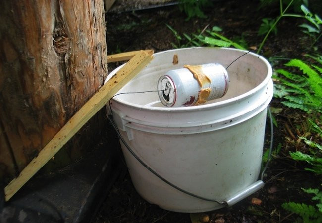 Best ideas about Bucket Mouse Trap DIY
. Save or Pin Homemade Mouse Trap Bob Vila Now.