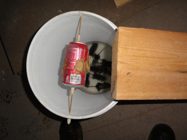 Best ideas about Bucket Mouse Trap DIY
. Save or Pin Got a Rat Mice Problem Page 4 Now.