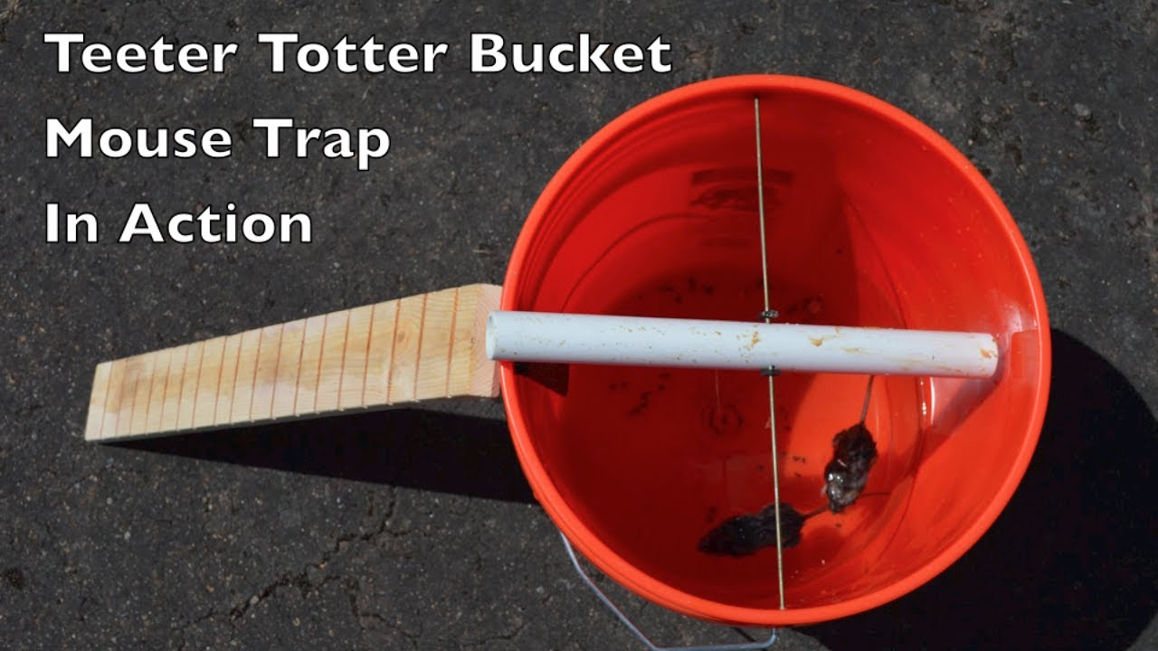 Best ideas about Bucket Mouse Trap DIY
. Save or Pin Teeter Totter Bucket Mouse Trap In Action with motion Now.