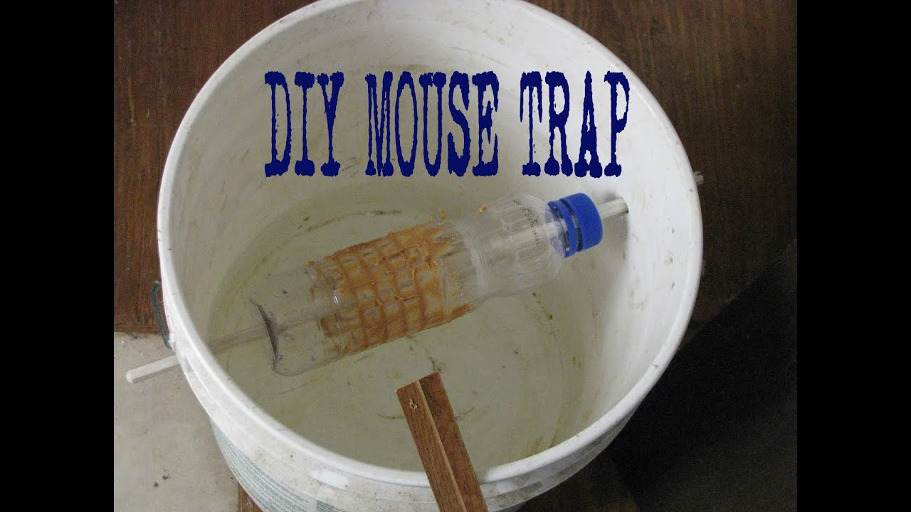 Best ideas about Bucket Mouse Trap DIY
. Save or Pin Bucket Mouse Trap DIY Now.