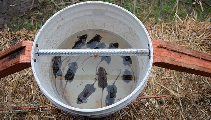 Best ideas about Bucket Mouse Trap DIY
. Save or Pin Learn How to Build a Bucket Mouse Trap and End Your Rodent Now.