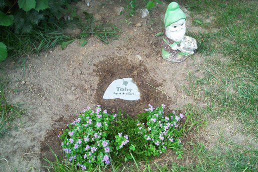 Best ideas about Buried In The Backyard
. Save or Pin We’re Holding A Wake For The Cat The Backroom Now.