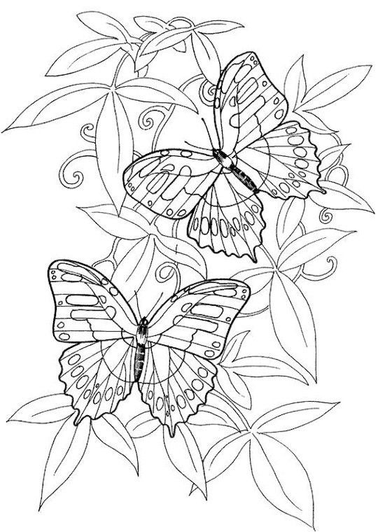 Best ideas about Butterflies Coloring Pages For Adults
. Save or Pin Hard butterflies Coloring Pages for Adults to print Now.