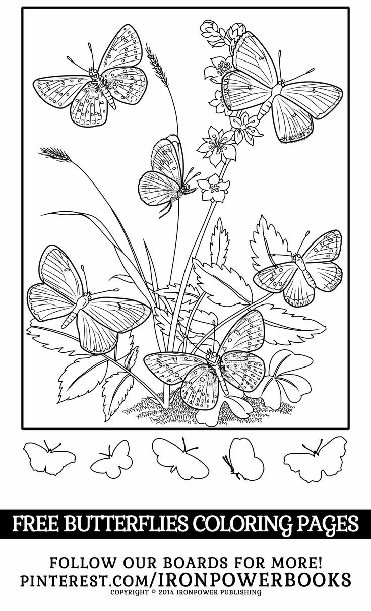 Best ideas about Butterfly Coloring Pages For Girls
. Save or Pin 87 best butterfly coloring pages images on Pinterest Now.