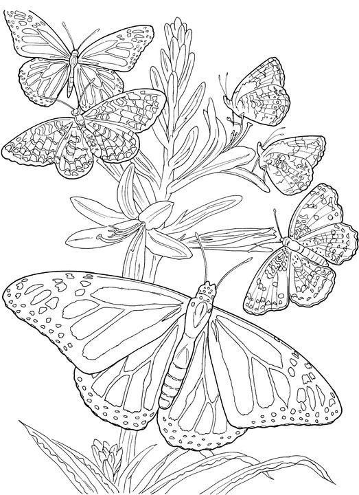 Best ideas about Butterfly Printable Coloring Pages For Adults
. Save or Pin Butterfly Coloring Page Now.