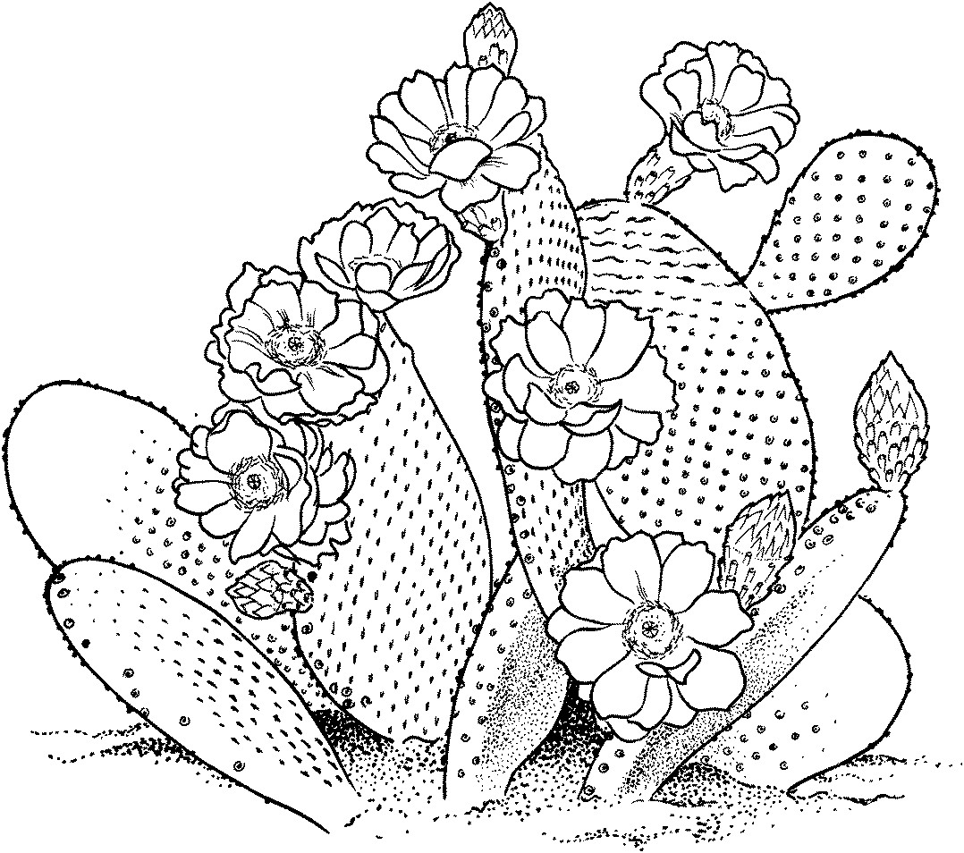 Best ideas about Cactus Coloring Pages For Kids
. Save or Pin Free Printable Cactus Coloring Pages For Kids Now.