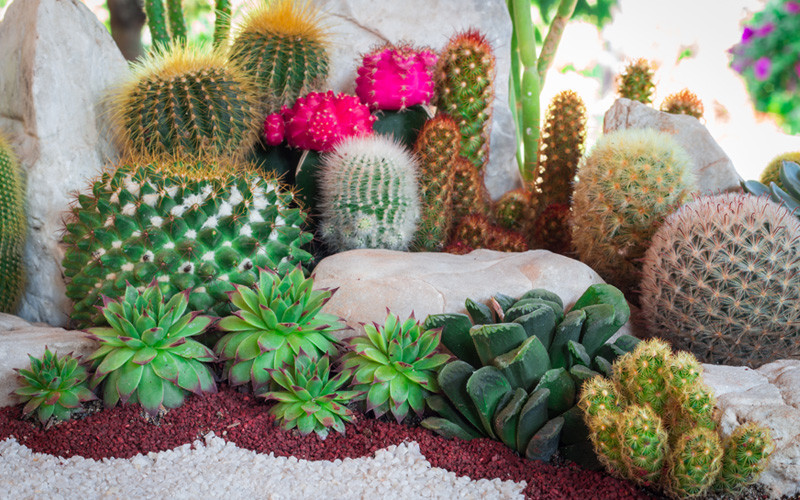 Best ideas about Cactus Garden Ideas
. Save or Pin 15 Cactus Garden Ideas s Garden Lovers Club Now.