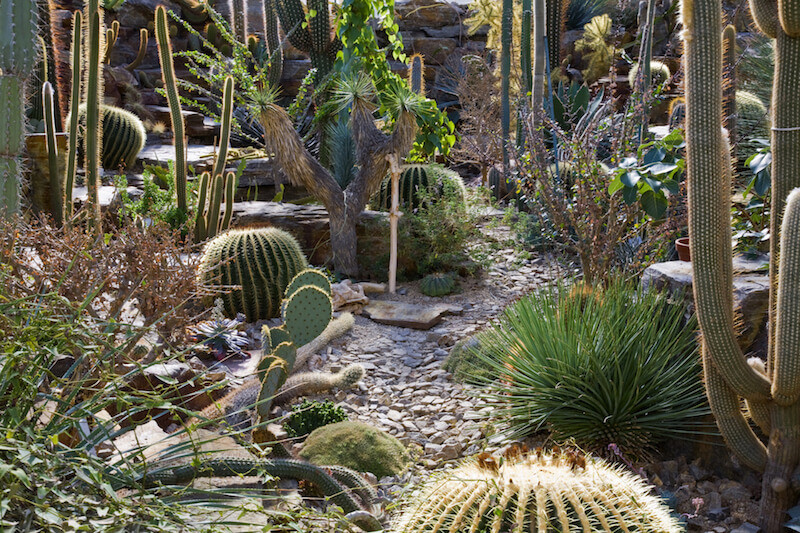 Best ideas about Cactus Garden Ideas
. Save or Pin 34 Sharp Cactus Garden Ideas Now.