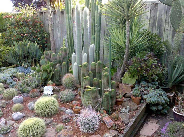 Best ideas about Cactus Garden Ideas
. Save or Pin cactus garden Desert Yardscape Pinterest Now.