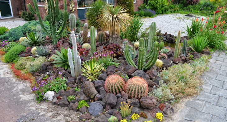 Best ideas about Cactus Garden Ideas
. Save or Pin Garden Cactus Garden Now.