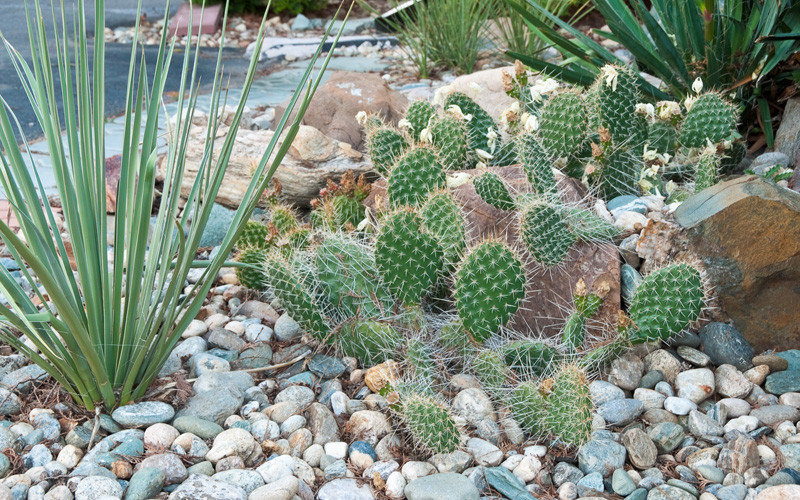 Best ideas about Cactus Garden Ideas
. Save or Pin 15 Cactus Garden Ideas s Garden Lovers Club Now.