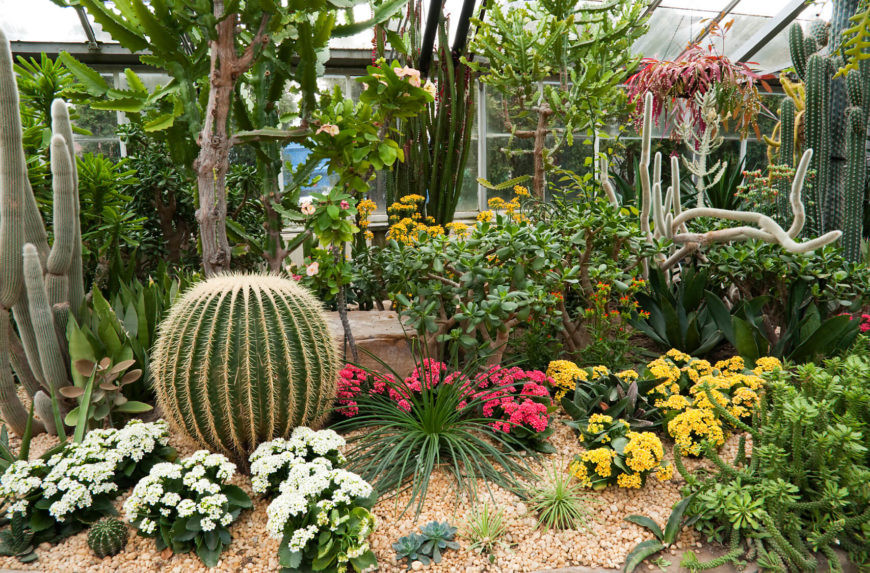 Best ideas about Cactus Garden Ideas
. Save or Pin 34 Sharp Cactus Garden Ideas Now.