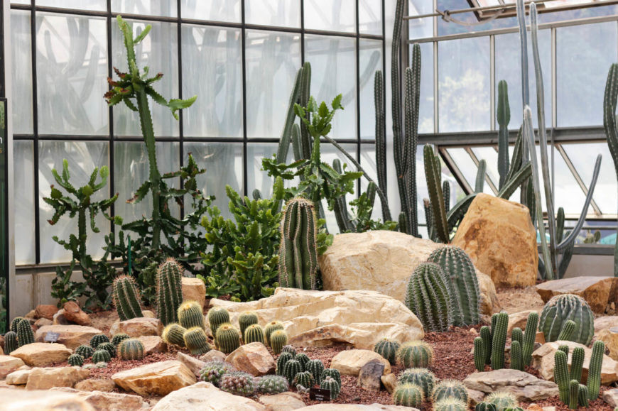 Best ideas about Cactus Garden Ideas
. Save or Pin 34 Sharp Cactus Garden Ideas Now.