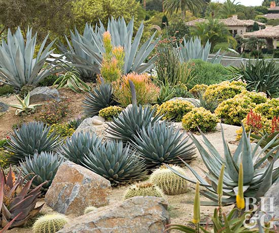 Best ideas about Cactus Garden Ideas
. Save or Pin How to Start a Cactus Garden Now.