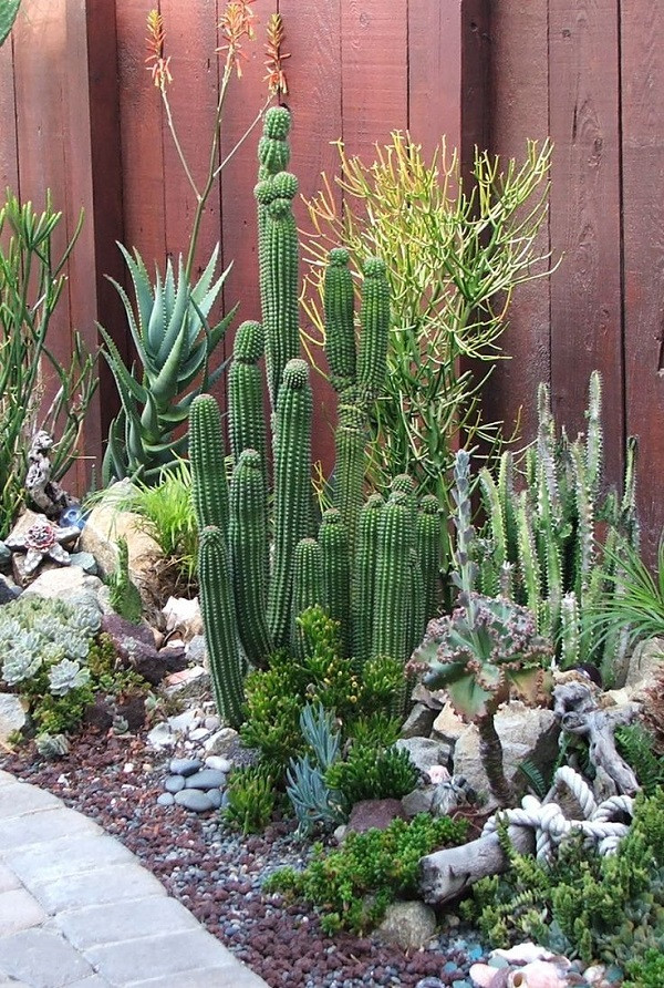 Best ideas about Cactus Garden Ideas
. Save or Pin How To Use Cacti In Outdoor Decor Now.