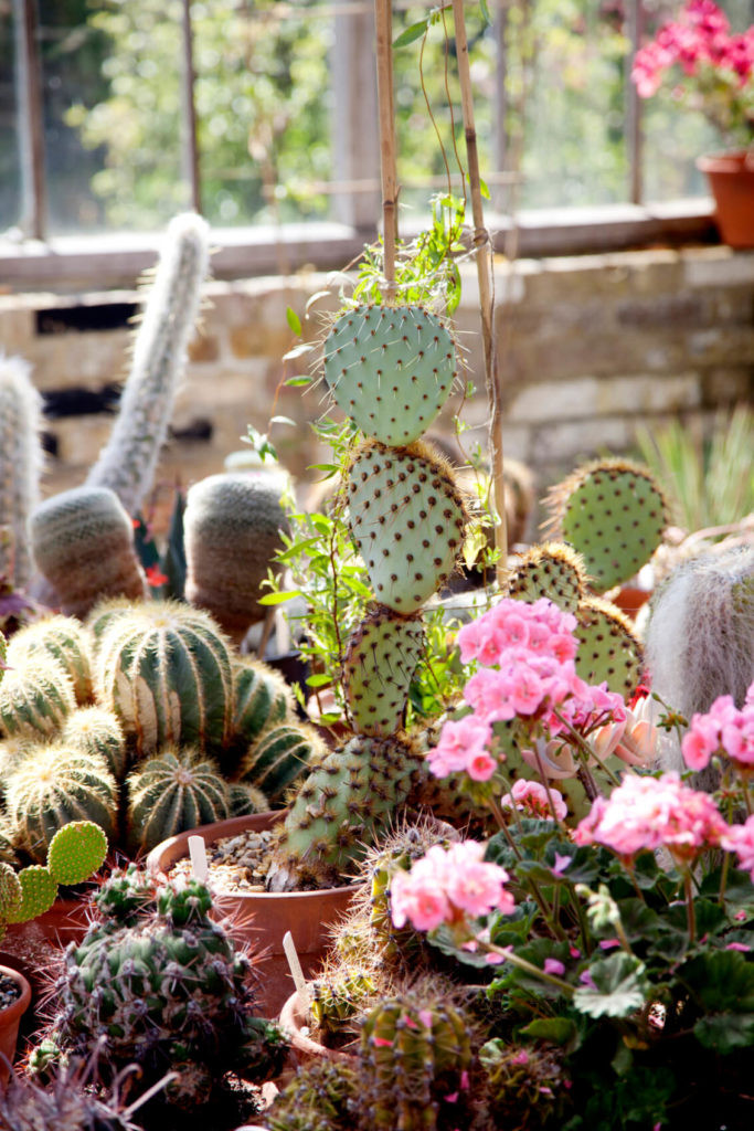 Best ideas about Cactus Garden Ideas
. Save or Pin 34 Sharp Cactus Garden Ideas Now.