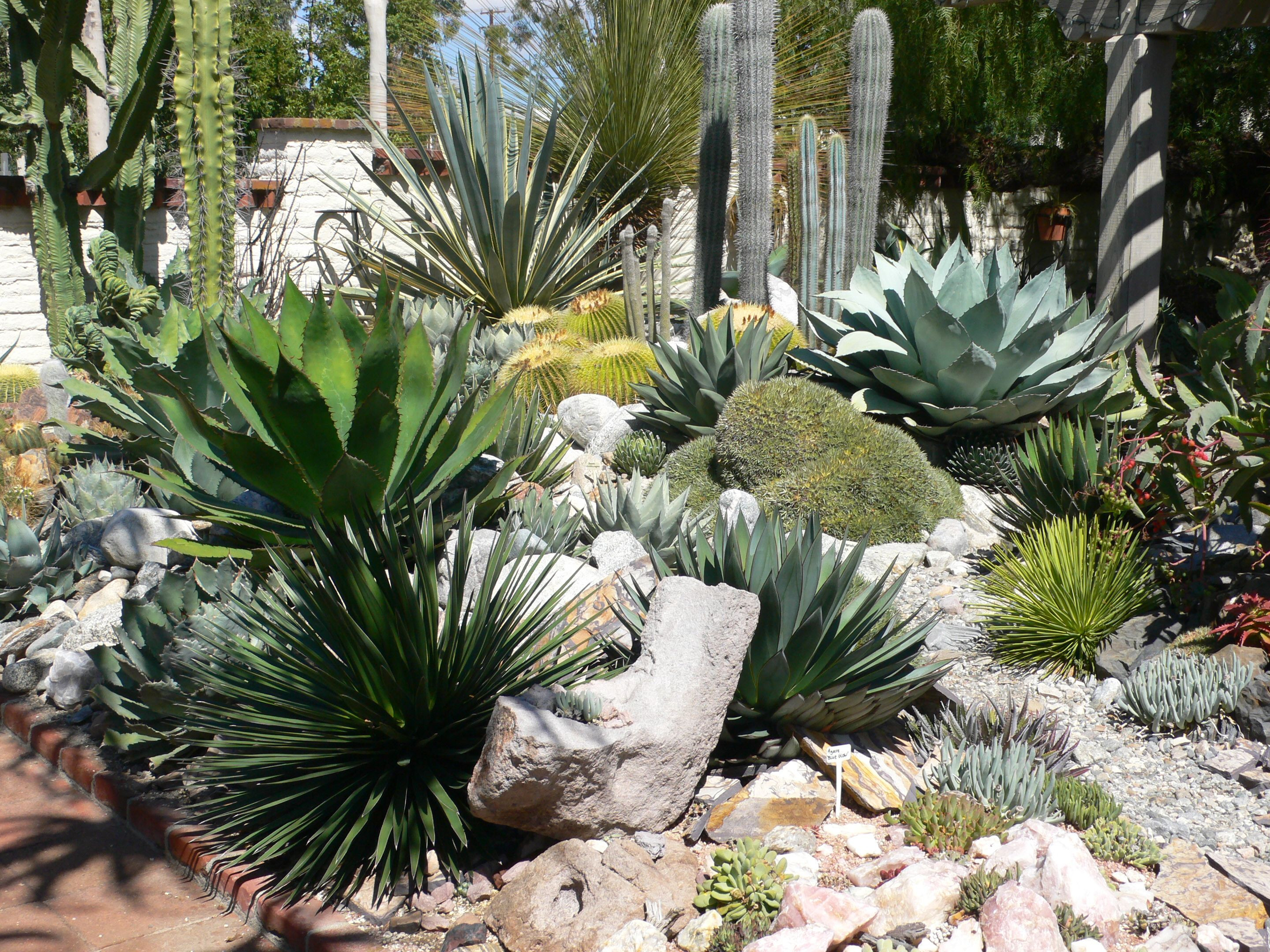 Best ideas about Cactus Garden Ideas
. Save or Pin Cactus & Succulent Garden at Sherman Gardens Now.