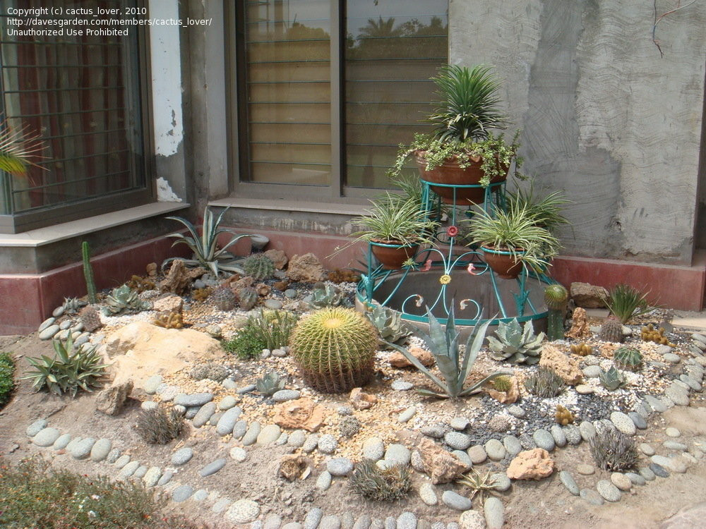 Best ideas about Cactus Garden Ideas
. Save or Pin Cactus Landscape Ideas Native Home Garden Design Now.