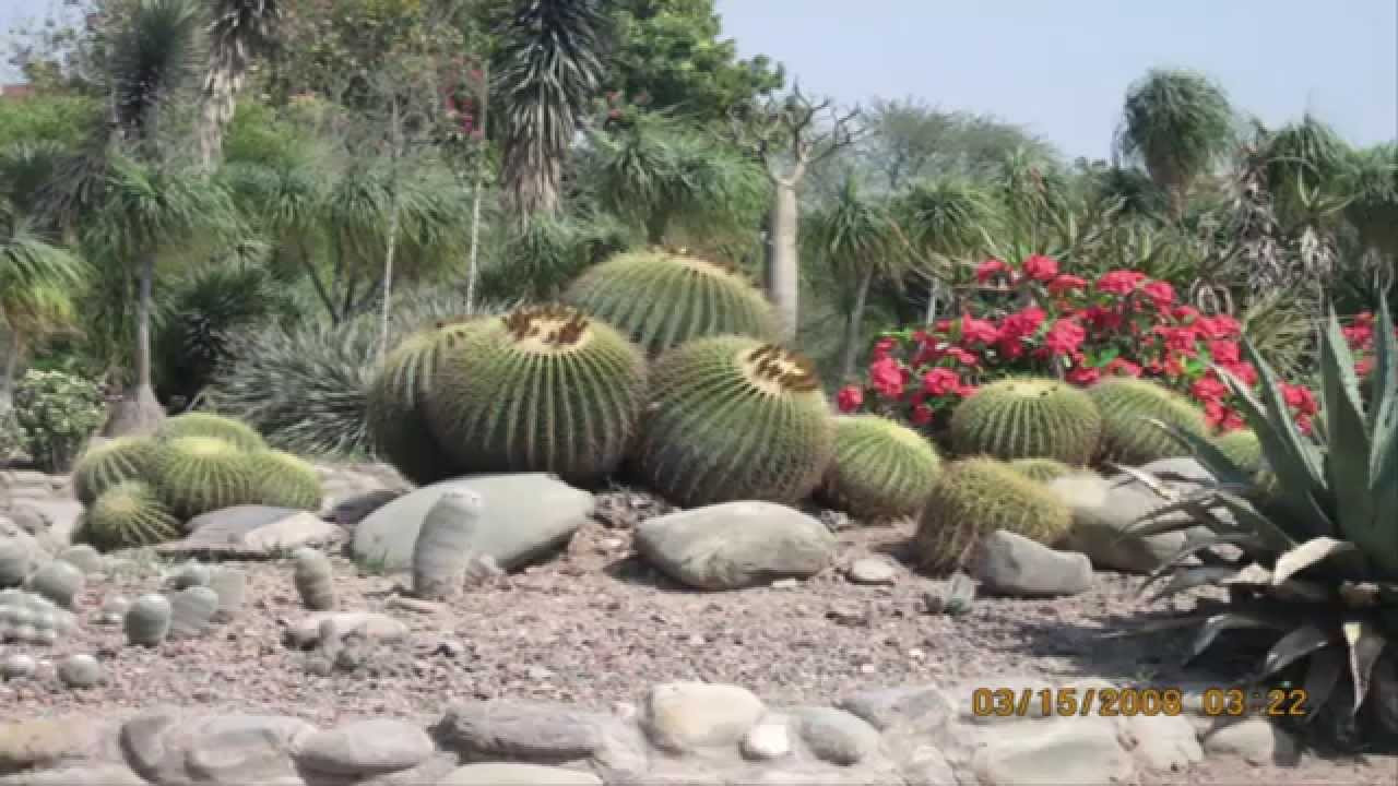 Best ideas about Cactus Garden Ideas
. Save or Pin [Garden Ideas] Cactus Rock Garden Ideas Now.