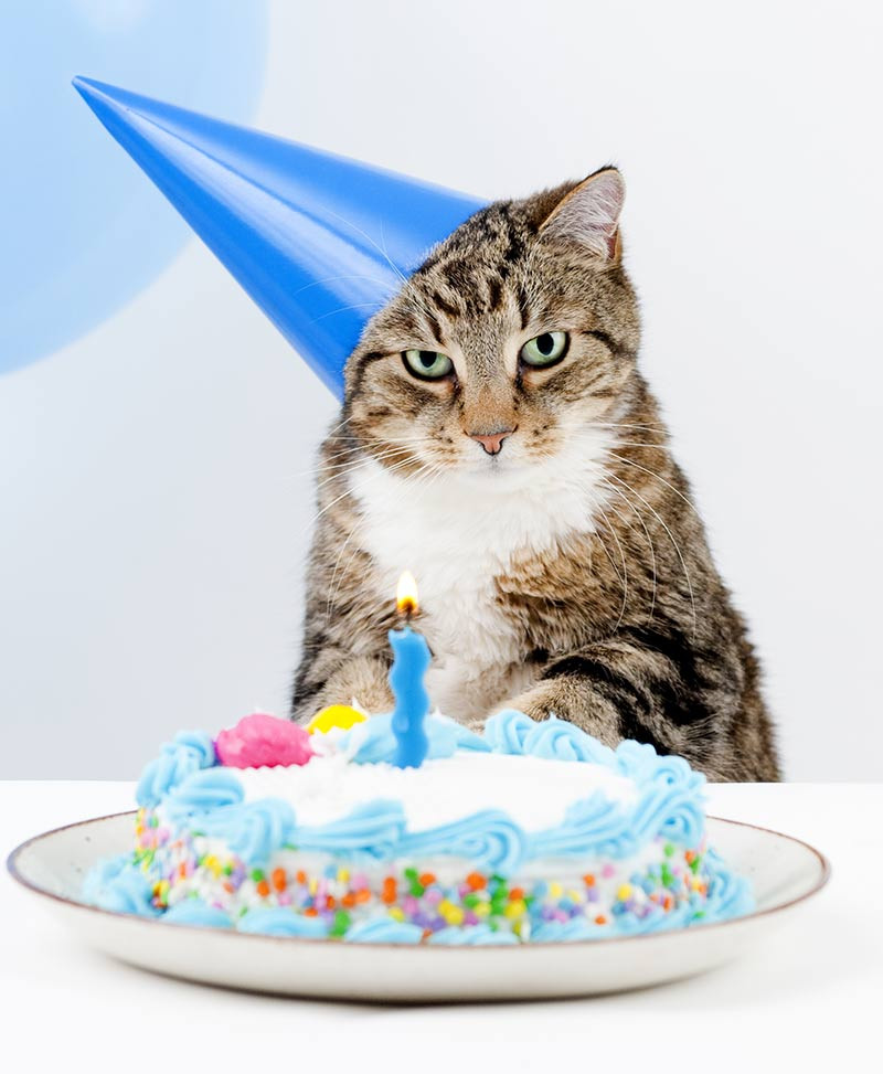 Best ideas about Cat Birthday Cake
. Save or Pin Amazing Cake Birthday Cake Recipes Ideas And Inspiration Now.