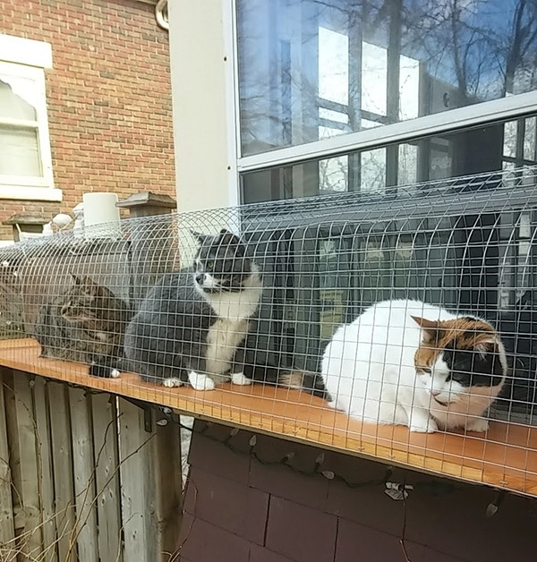 Best ideas about Cat Enclosure DIY
. Save or Pin Another awesome outdoor cat enclosure Cuckoo4Design Now.