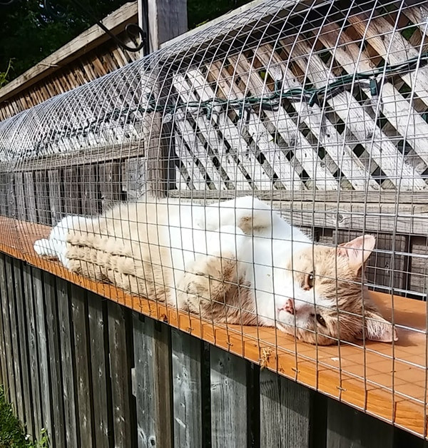 Best ideas about Cat Enclosure DIY
. Save or Pin Another awesome outdoor cat enclosure Cuckoo4Design Now.