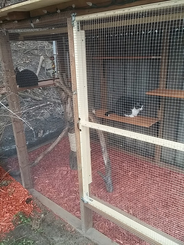 Best ideas about Cat Enclosure DIY
. Save or Pin Another awesome outdoor cat enclosure Cuckoo4Design Now.