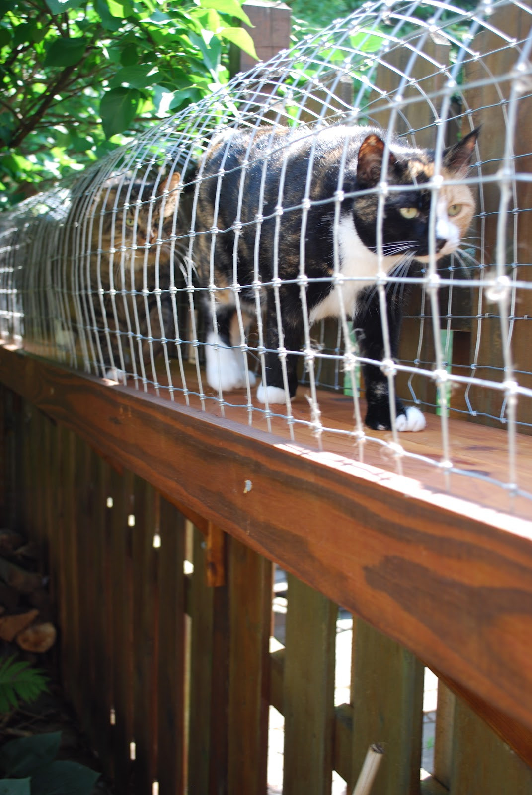 Best ideas about Cat Enclosure DIY
. Save or Pin Easy DIY Cat Enclosure Cuckoo4Design Now.