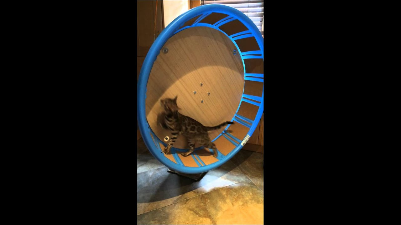 Best ideas about Cat Exercise Wheel DIY
. Save or Pin Cat Exercise Wheel For Under $100 Now.