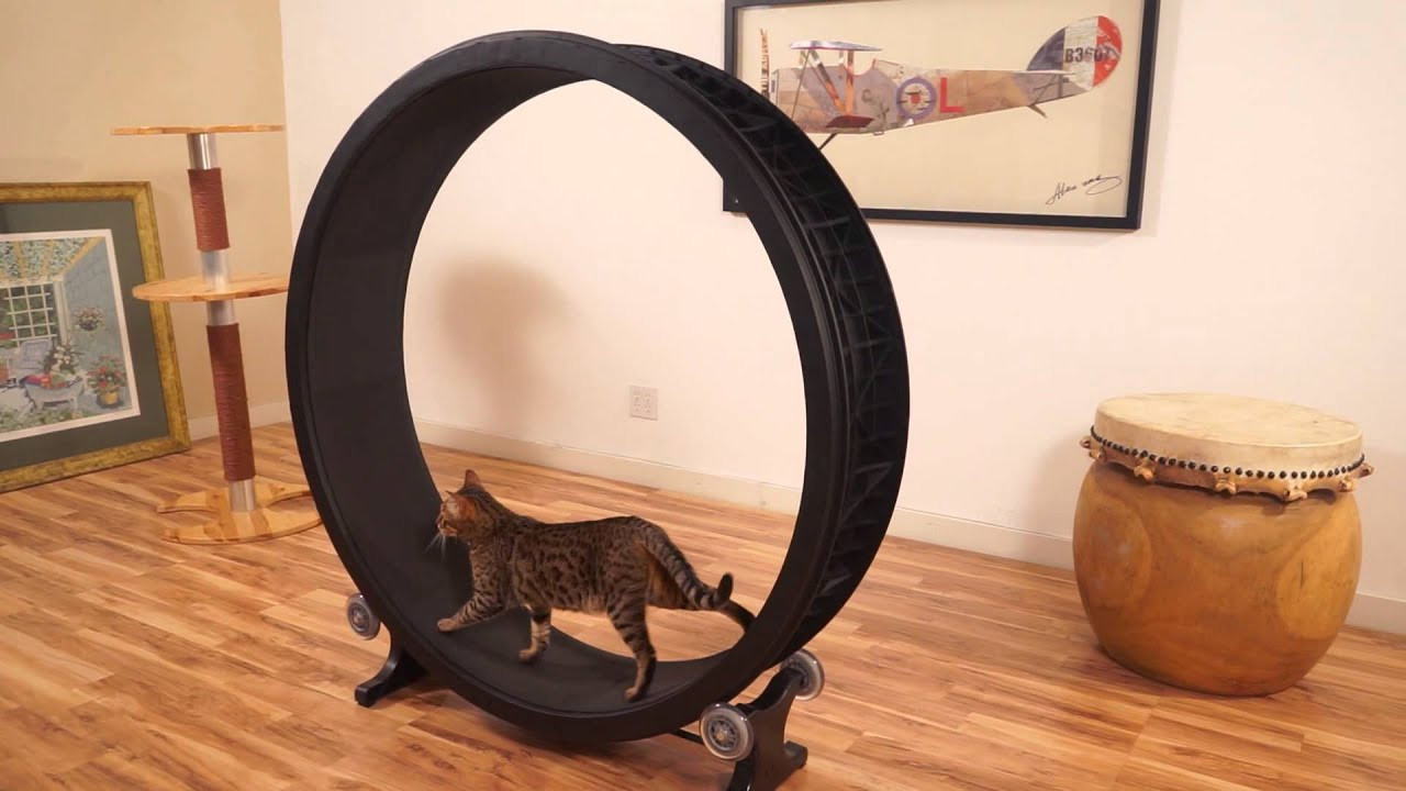 Best ideas about Cat Exercise Wheel DIY
. Save or Pin Cat Exercise Wheel Kickstarter Video Now.