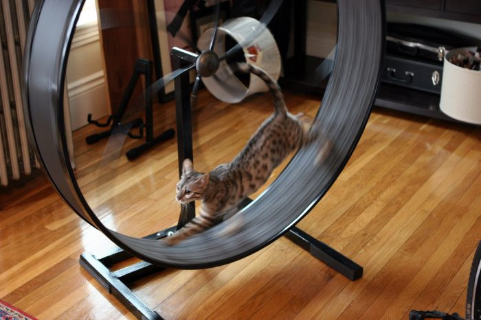 Best ideas about Cat Exercise Wheel DIY
. Save or Pin DIY Cat Exercise Wheel Easy to Follow Guide Expert s Advice Now.