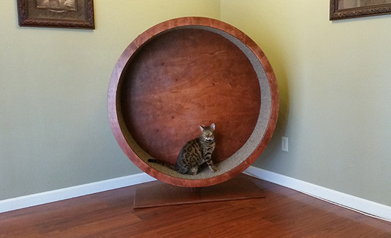 Best ideas about Cat Exercise Wheel DIY
. Save or Pin NEW Colossal Kitty Wheel Available for Lucky Kitties in Now.