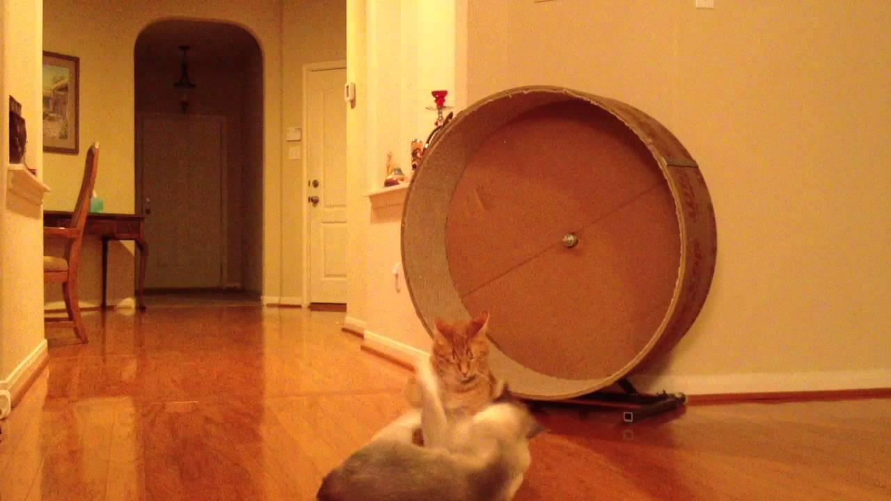 Best ideas about Cat Exercise Wheel DIY
. Save or Pin Cat Wheel featuring Rider and Roo Now.