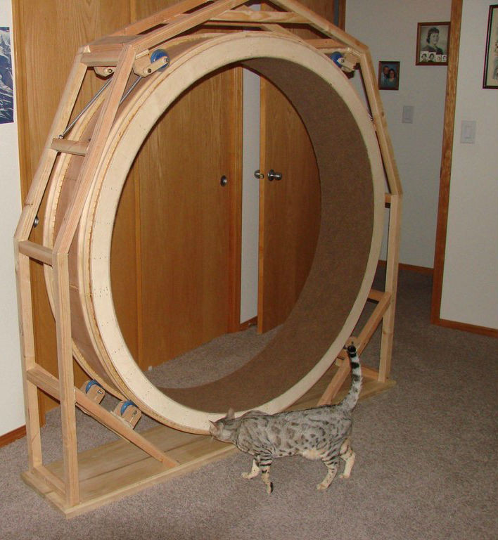 Best ideas about Cat Exercise Wheel DIY
. Save or Pin DIY Cat Exercise Wheel PetDIYs Now.