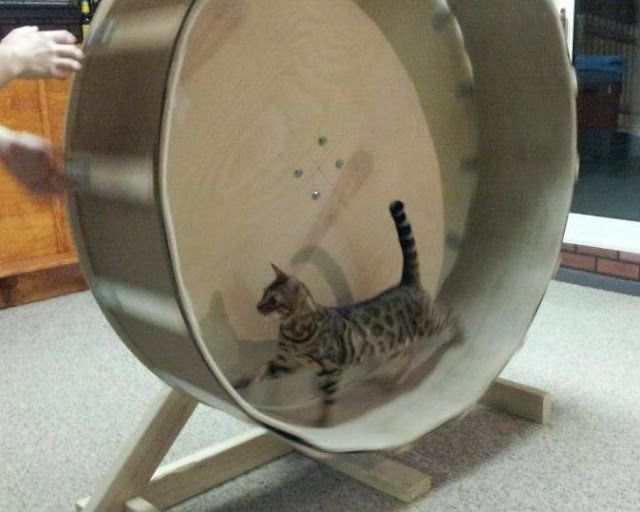 Best ideas about Cat Exercise Wheel DIY
. Save or Pin 390 best images about Cat MAKINGS DIYs on Pinterest Now.