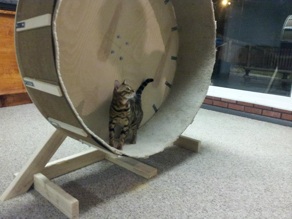 Best ideas about Cat Exercise Wheel DIY
. Save or Pin Home Made Cat Wheel Now.