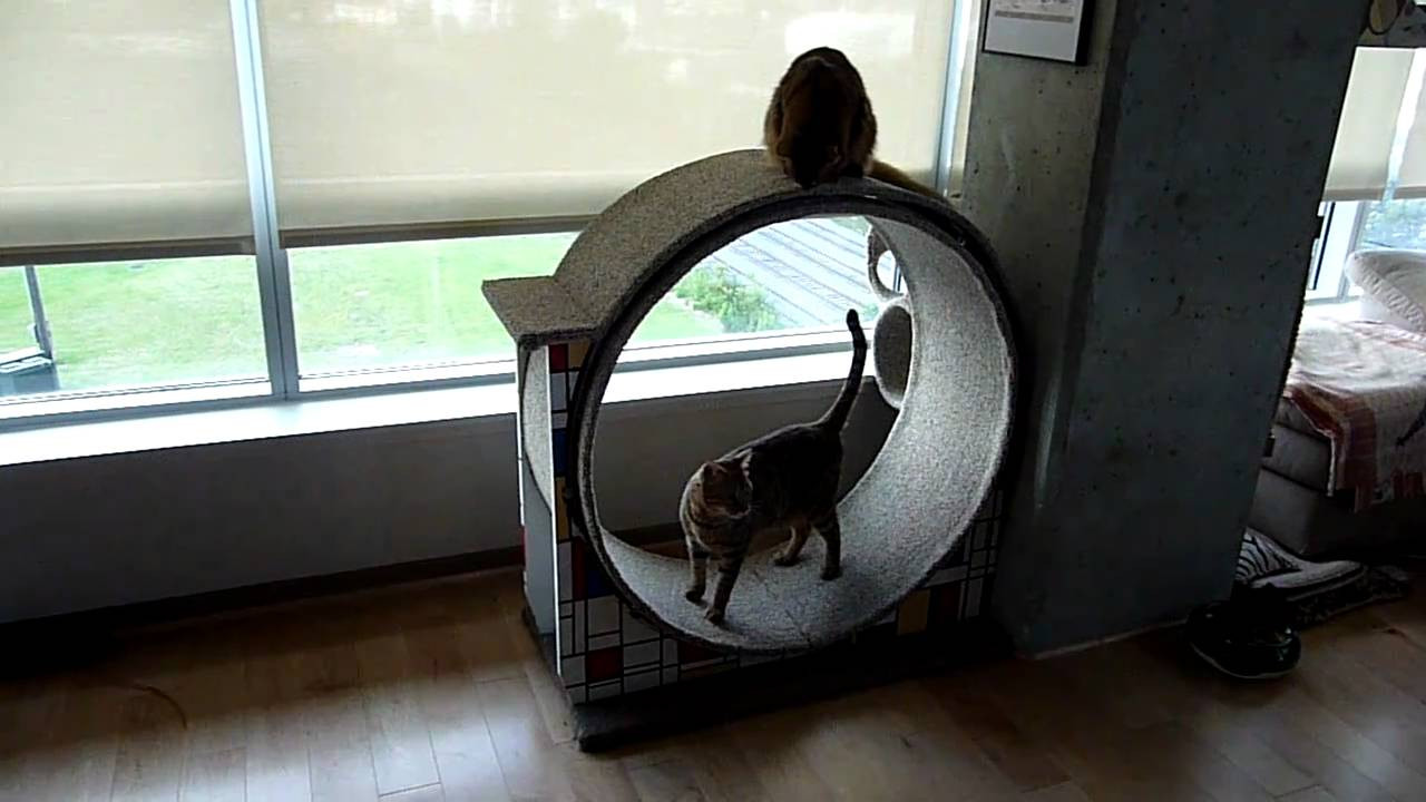 Best ideas about Cat Exercise Wheel DIY
. Save or Pin Bengal on the new wheel Now.