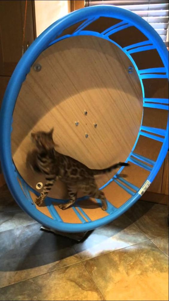 Best ideas about Cat Exercise Wheel DIY
. Save or Pin Cat Exercise Wheel For Under 100$ Cats Now.